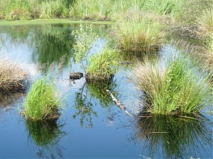 Moorteich mit kleinen Grasinseln.